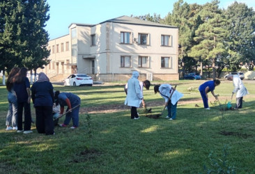 Masallıda idarə, müəssisə və təşkilatlarda ağacəkmə aksiyaları keçirdi