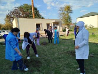 Masallıda “Yaşıl dünya naminə həmrəylik ili” çərçivəsində əkilən ağacların sayı barədə