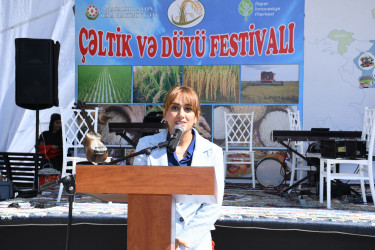 Masallıda “Çəltik və Düyü” festivalı