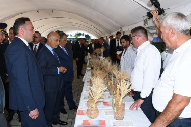 Masallıda “Çəltik və Düyü” festivalı