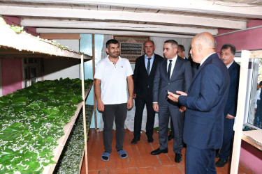 Rayon rəhbəri Şıxlar ərazisində ipəkqurdunun saxlanma şəraiti ilə tanış oldu - 22.05.2026