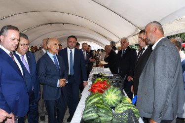 Masallıda “Çəltik və Düyü” festivalı