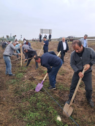 Masallıda “Yaşıl dünya naminə həmrəylik ili” çərçivəsində əkilən ağacların sayı barədə