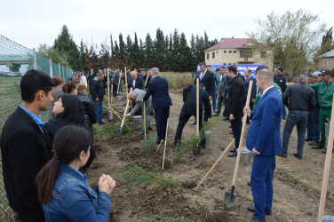 Masallıda “Yaşıl dünya naminə həmrəylik ili” çərçivəsində əkilən ağacların sayı barədə