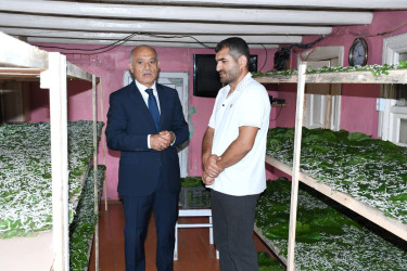 Rayon rəhbəri Şıxlar ərazisində ipəkqurdunun saxlanma şəraiti ilə tanış oldu - 22.05.2026