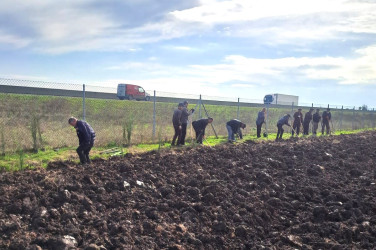 Masallıda “Yaşıl dünya naminə həmrəylik ili” çərçivəsində əkilən ağacların sayı barədə