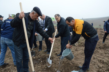 Masallıda “Yaşıl dünya naminə həmrəylik ili” çərçivəsində əkilən ağacların sayı barədə