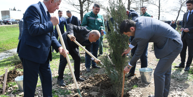 Rayonun Göyəçöl ərazisində “Konstitusiya və suverenlik ili” çərçivəsində ağacəkmə aksiyası